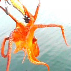 焼津　小川にて、ダイソーエギ投げたらタコがすぐに釣れる